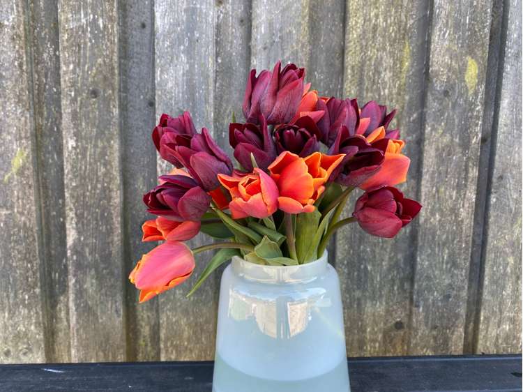 Tulpenmischung 'Hugo'